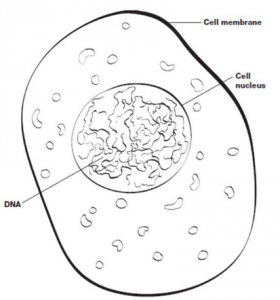 Line drawing of a cell containing DNA