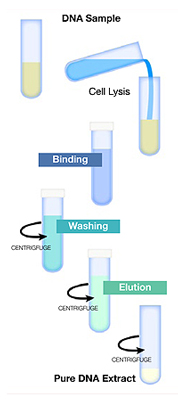 DNA-Extract - IDENTIGENE